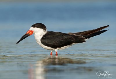 Black Skimmer