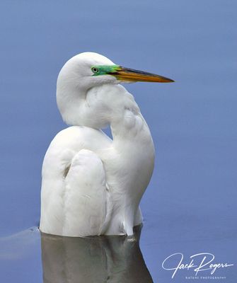 Bird bath
