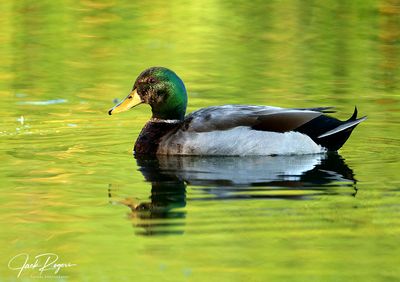 Mallard drake