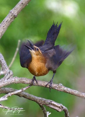 Female Grackle mating display