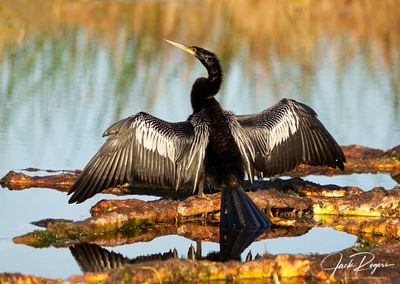 Cormorants and Anhingas