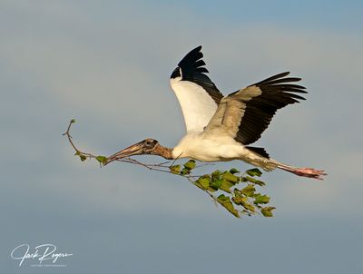 Wood Storks