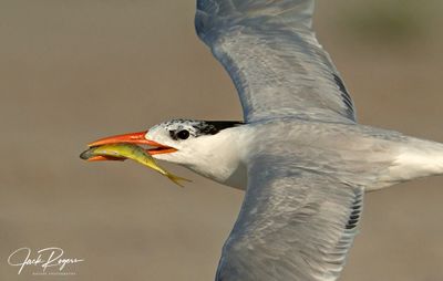 Royal Tern flying w/fish
