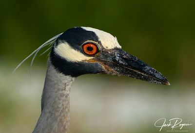 Yellow-crowned Night Heron