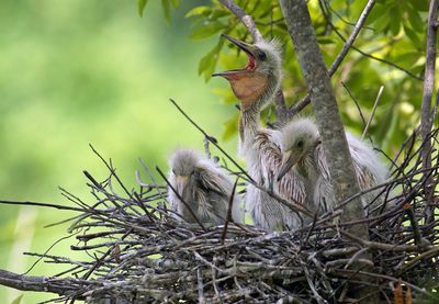 Nestlings