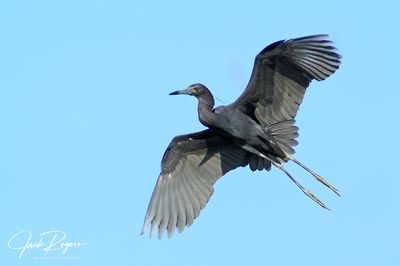In flight
