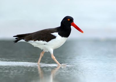 Oystercatcher on silver