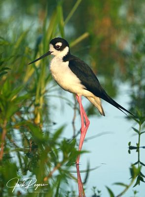 Black-necked Stilt