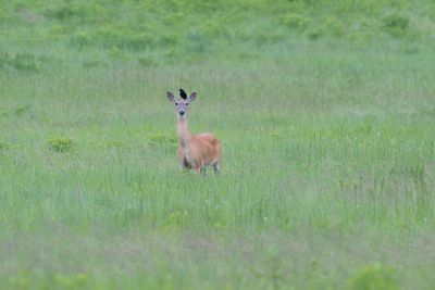 _DSC6324.jpg