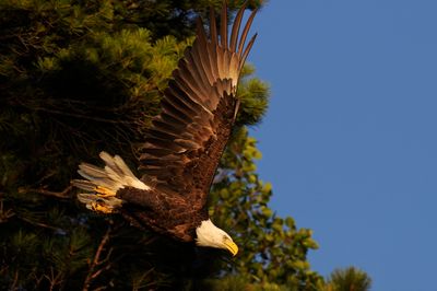 Bald Eagle 2008-07-30_185831_filtered.jpg