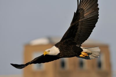 Bald Eagle 2009-01-30_210121_filtered.jpg