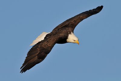 Eagles