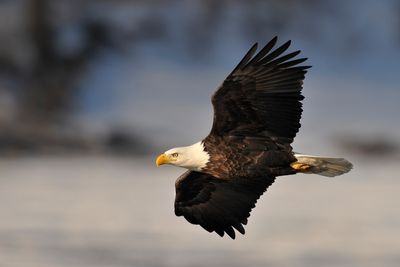 Eagles