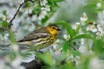 Cape May Warbler 2009-05-06_053842_filtered.jpg