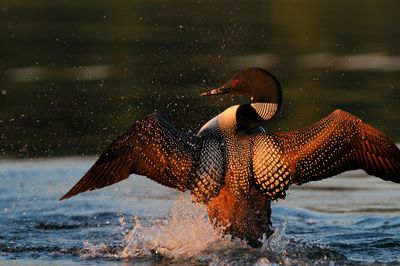 Cover Photo for my book Loons of Potato Lake