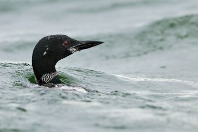 Loons
