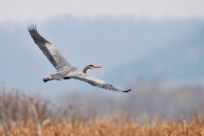 Great Blue Heron 2009-04-18_173500.jpg
