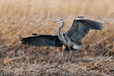 Great Blue Heron 2009-04-21_170952_filtered.jpg