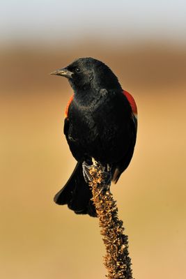 Red-winged Blackbird 2008-04-29_055247.jpg
