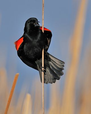 Red-winged Blackbird 2009-03-21_074610_filtered.jpg