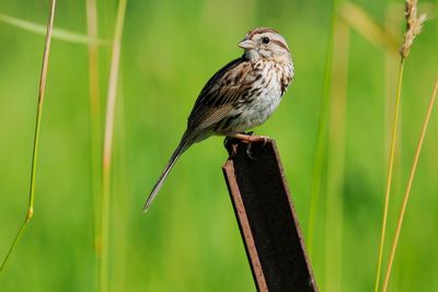 Song Sparrow 2008-07-30_211842.jpg