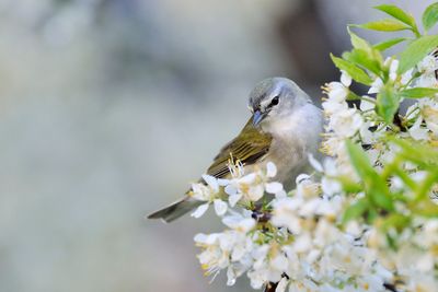 Tennessee Warbler 2009-05-05_181706_filtered.jpg