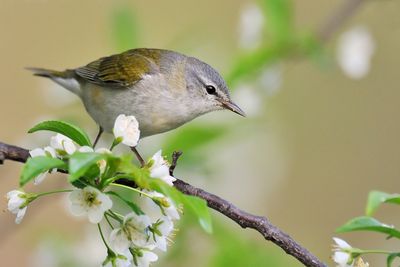 Tennessee Warbler 2009-05-06_052709.jpg
