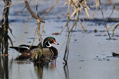 Waterfowl