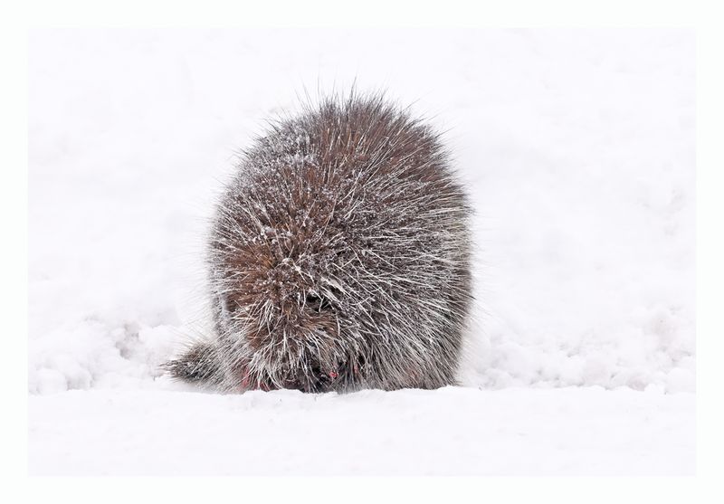 Porcupine 
