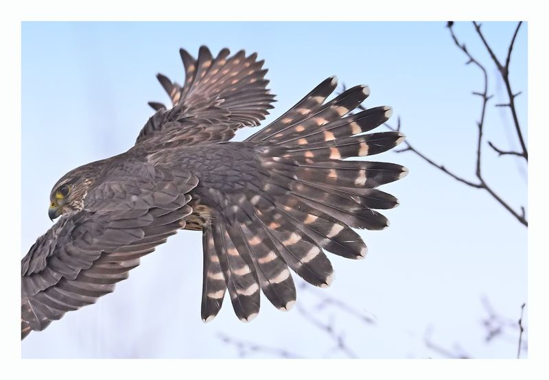 Merlin