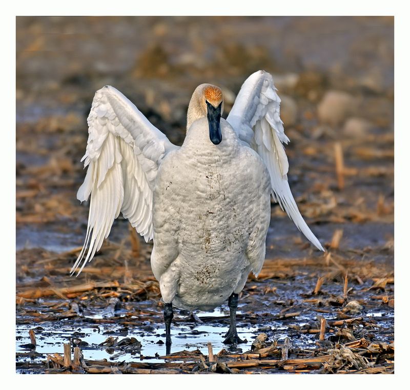 Trumpeter Swan