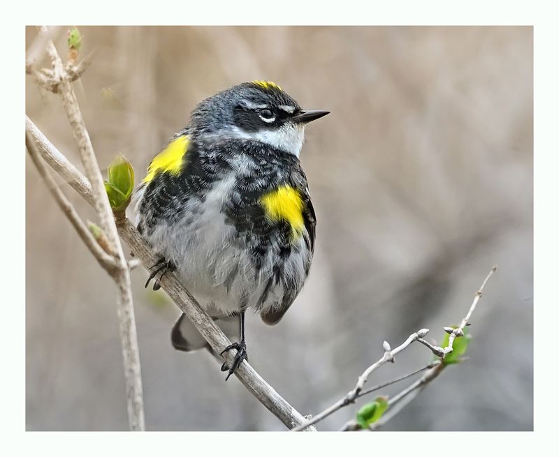 Yellow-rumped Warbler