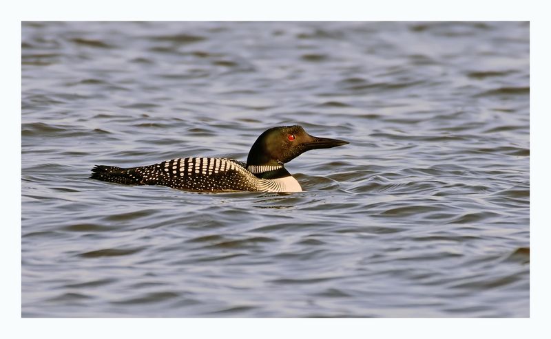 Common Loon