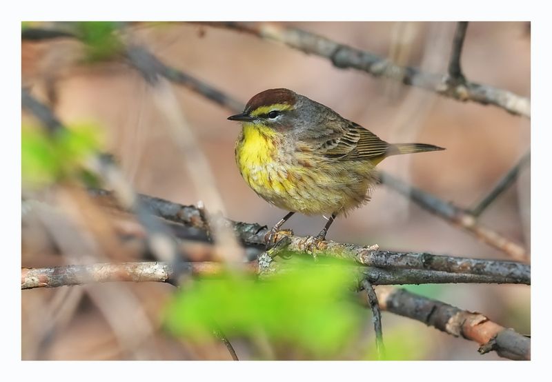 Palm Warbler