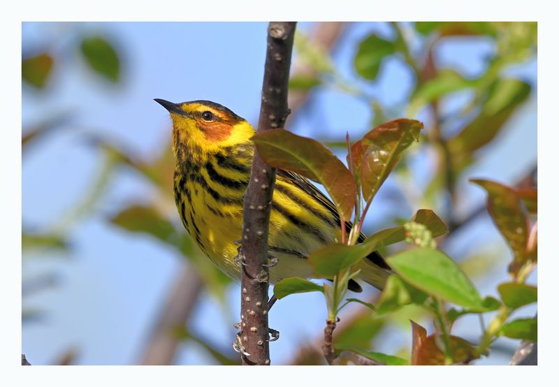 Cape May Warbler