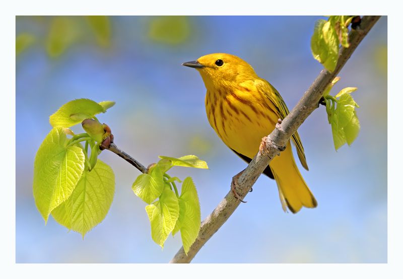 Yellow Warbler