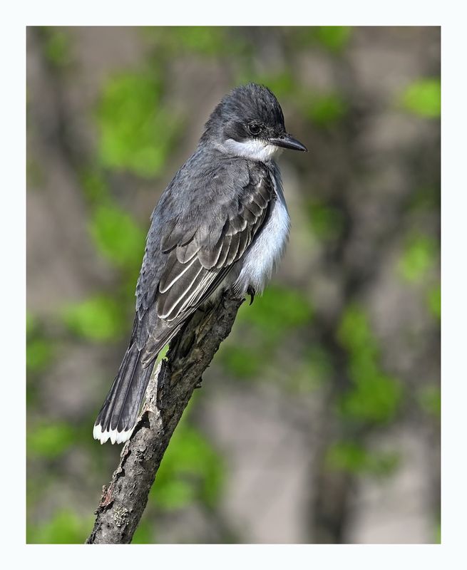 Eastern Kingbird
