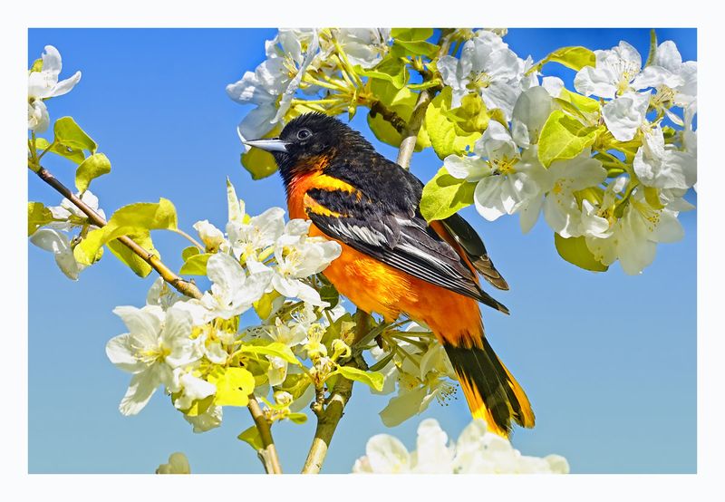 Baltimore Oriole