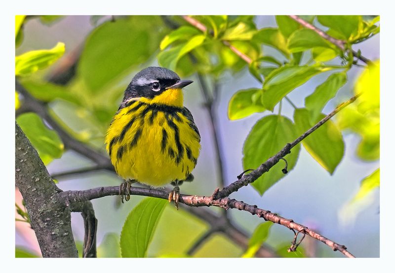 Magnolia Warbler