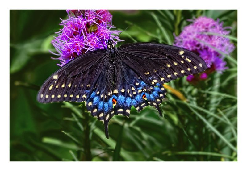 Black-Swallowtail