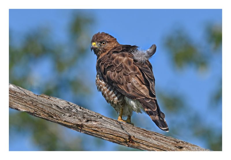 Broad-winged Hawk