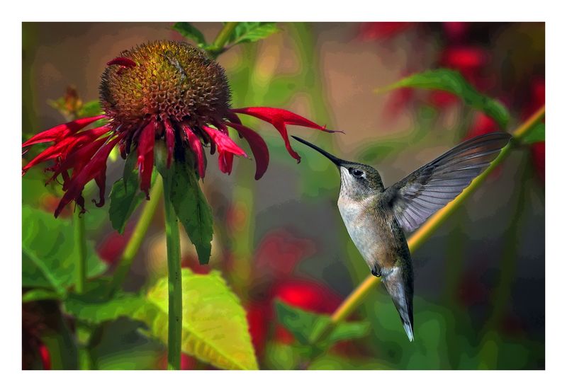Ruby-throated Hummingbird