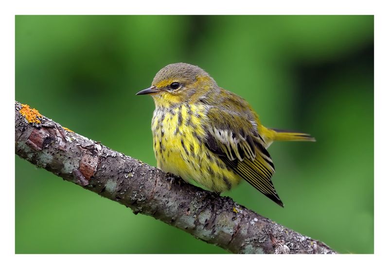 Cape May Warbler