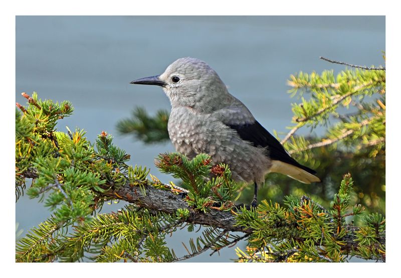 Clark`s Nutcracker