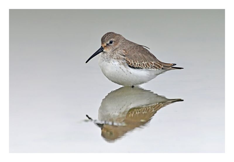 Dunlin