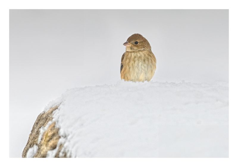 Indigo Bunting