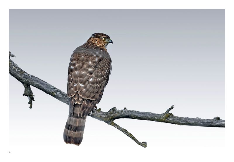 Cooper`s Hawk