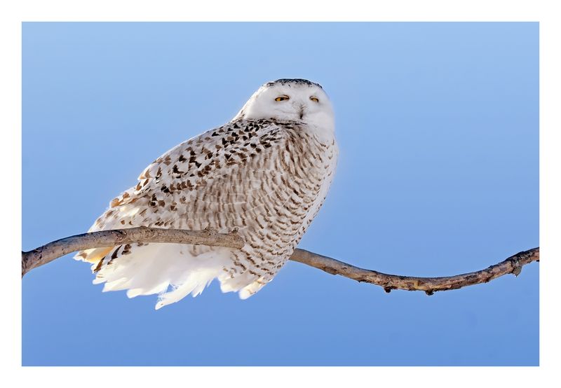 Snowy Owl