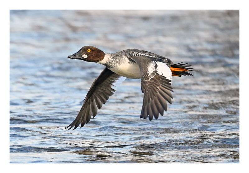 Common Goldeneye