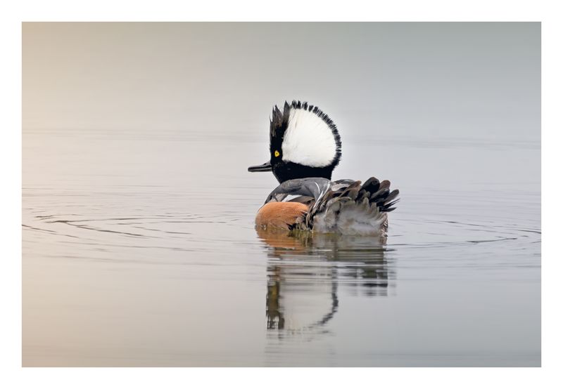 Hooded Merganser